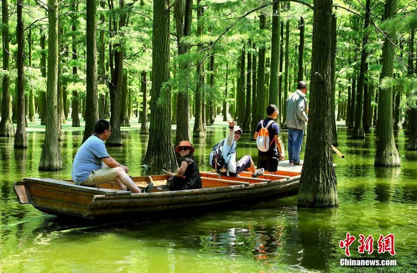 心癒す森林風景　緑の木々が生い茂る武漢市の漲渡湖湿地