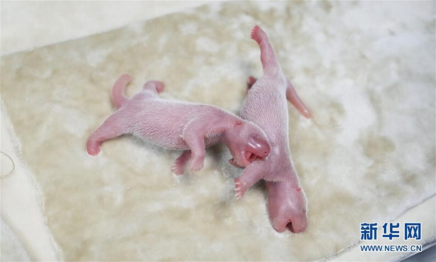 成都パンダ繁育研究基地で、オスメス双子の赤ちゃんパンダが無事誕生