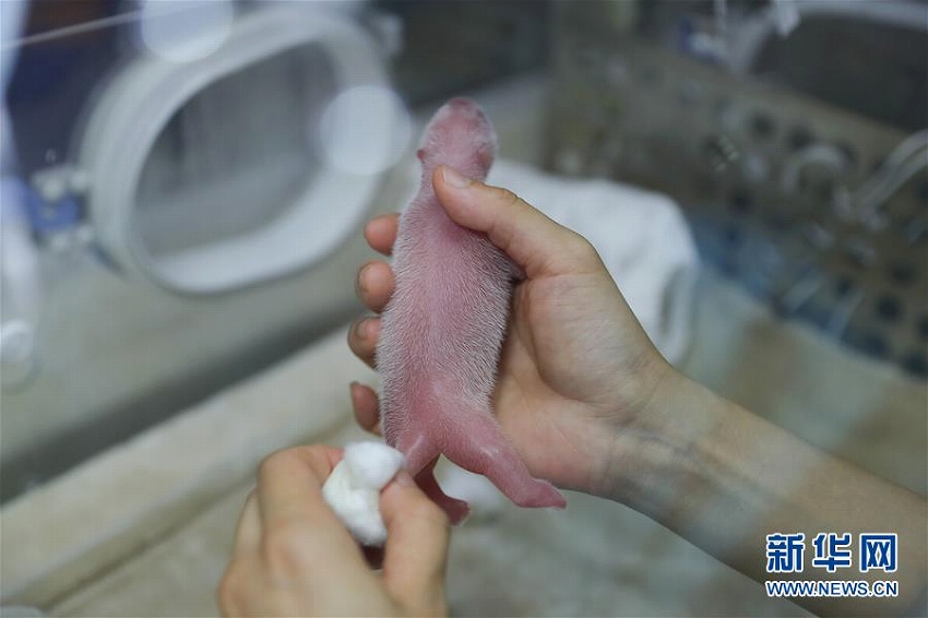 成都パンダ繁育研究基地で、オスメス双子の赤ちゃんパンダが無事誕生
