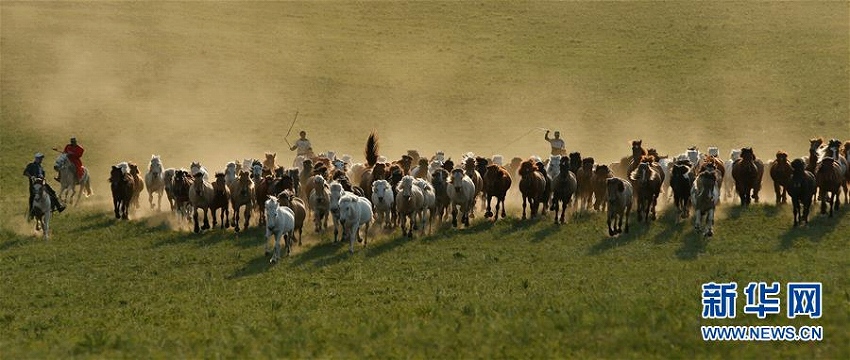 草原を駆けめぐる馬たち　内蒙古自治区