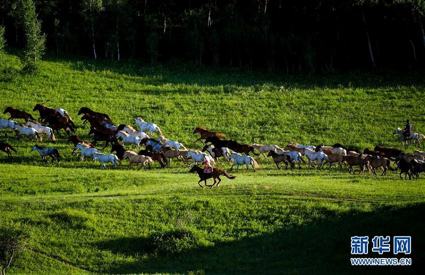 草原を駆けめぐる馬たち　内蒙古自治区