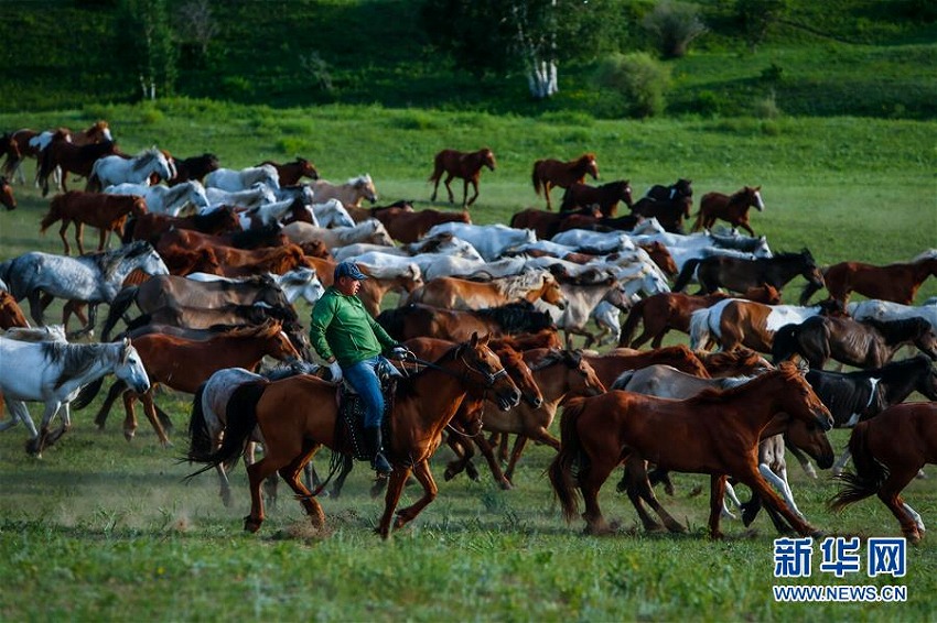 草原を駆けめぐる馬たち　内蒙古自治区