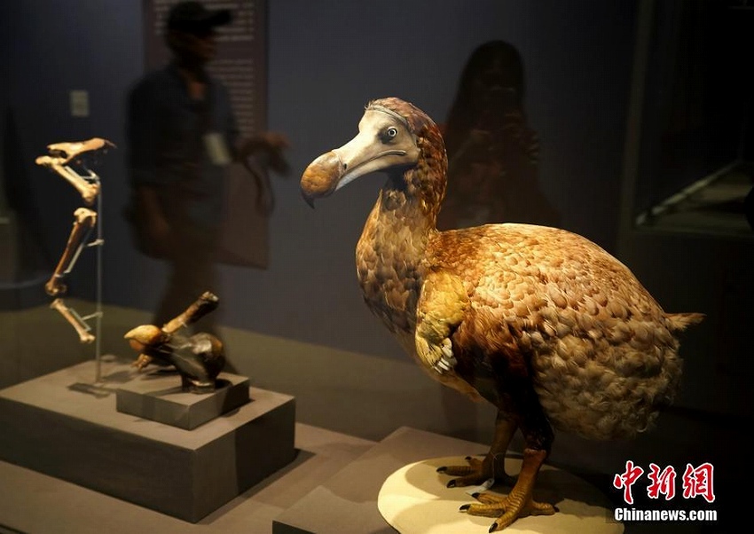 「大英自然史博物館展」が台湾地区に初上陸
