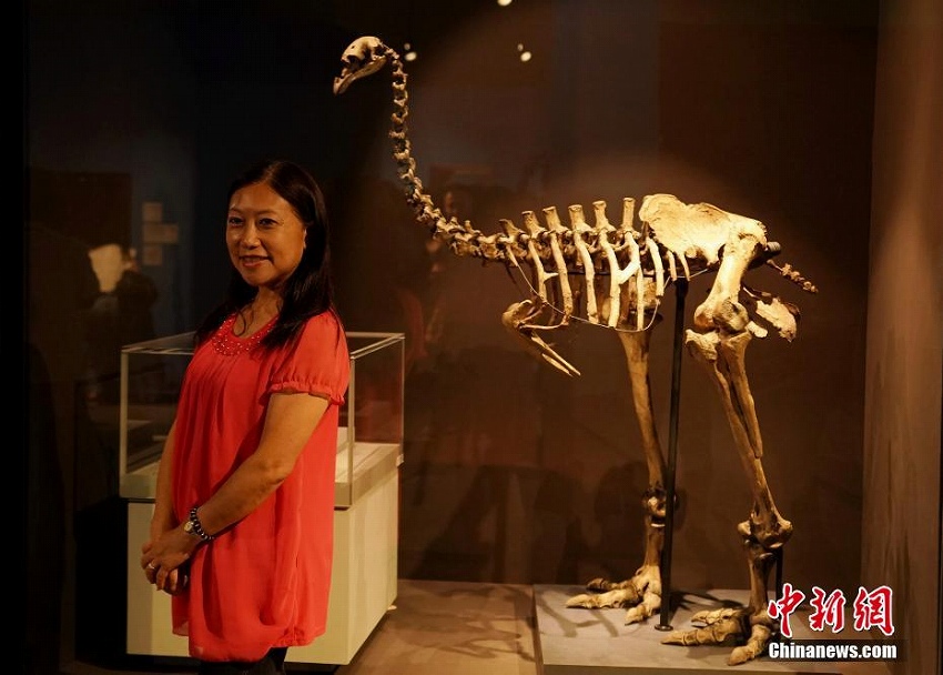 「大英自然史博物館展」が台湾地区に初上陸