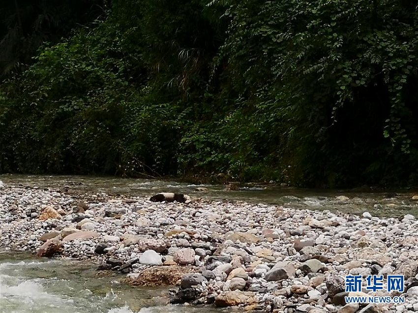 暴雨による溺死？四川省の山奥で生後半年の赤ちゃんパンダの遺体発見