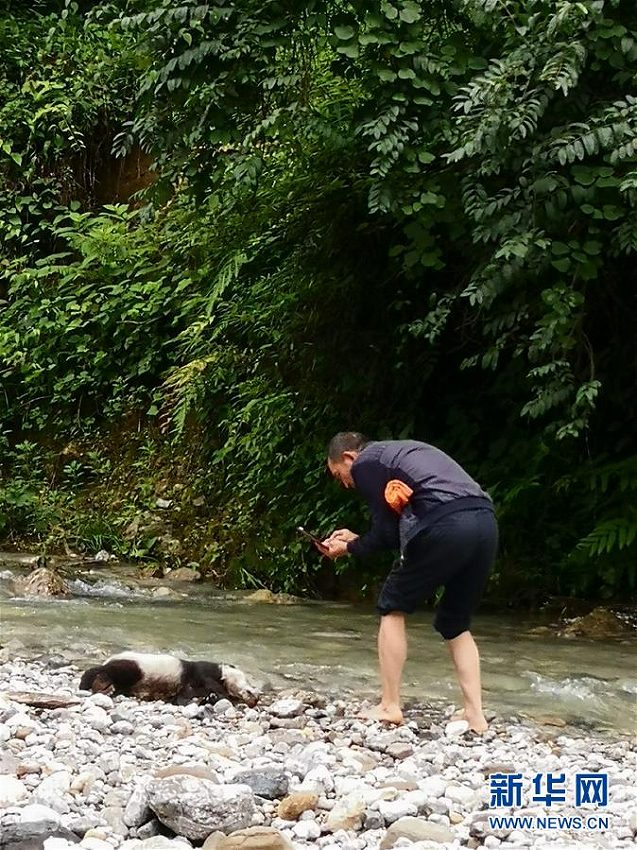 暴雨による溺死？四川省の山奥で生後半年の赤ちゃんパンダの遺体発見