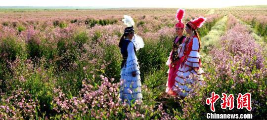 咲き誇るピンク色の花々　新疆の景勝地でラフマの花が満開に