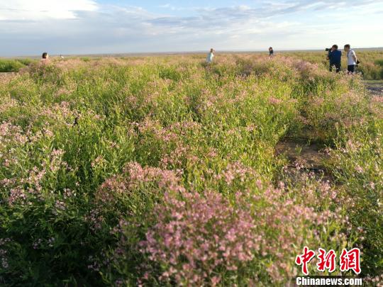 咲き誇るピンク色の花々　新疆の景勝地でラフマの花が満開に