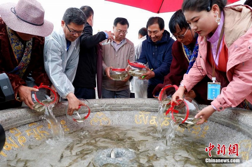 希少魚の青海湖裸鯉の増殖放流イベント開催　青海省