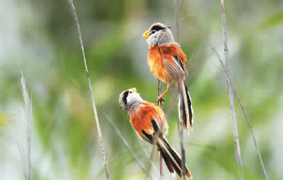 「鳥類のパンダ」と呼ばれる貴重な鳥が青島の河口湿地で目撃