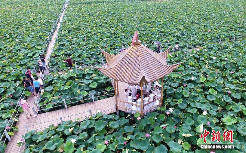 幾何学的な美しさ！広大な蓮池の風景を空撮　江西省