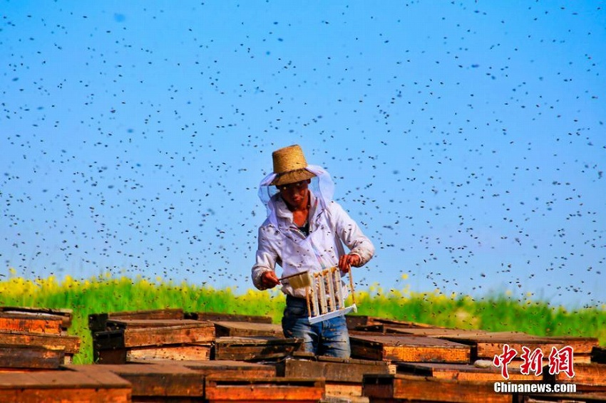 一面の黄金色に養蜂家も集まる甘粛省山丹馬場の満開のアブラナ