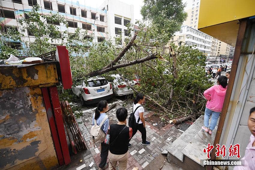 街路樹の大木が突然倒れて駐車中の車10台近くが下敷きに　吉林省