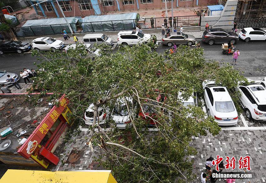 街路樹の大木が突然倒れて駐車中の車10台近くが下敷きに　吉林省
