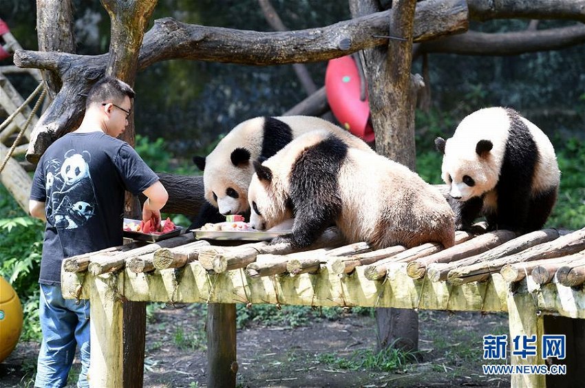 重慶市動物園で暑さ対策作戦発動！