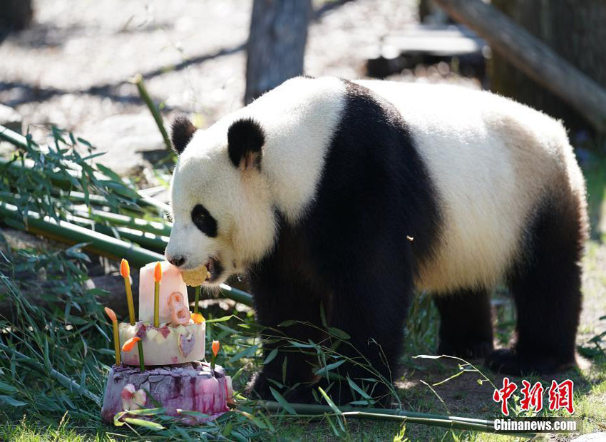 ドイツに移住したパンダの「嬌慶」　ベルリンで8歳の誕生日を迎える