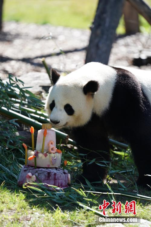 ドイツに移住したパンダの「嬌慶」　ベルリンで8歳の誕生日を迎える