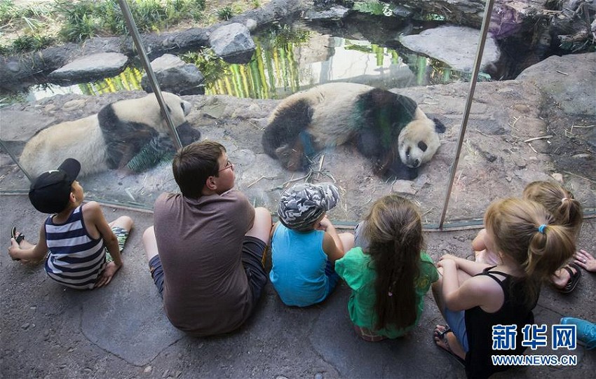 夏休みのカルガリーで動物園のジャイアントパンダが大人気に　カナダ
