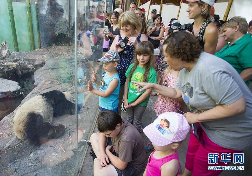 夏休みのカルガリーで動物園のジャイアントパンダが大人気に　カナダ