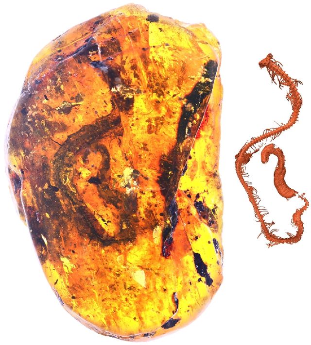 琥珀からヘビ類の標本発見、9900万年前の未知の種
