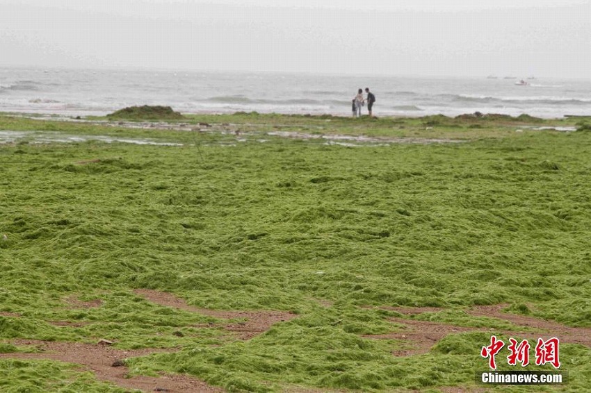 ビーチが草原に！？　山東省青島市のビーチにアオサが大量発生