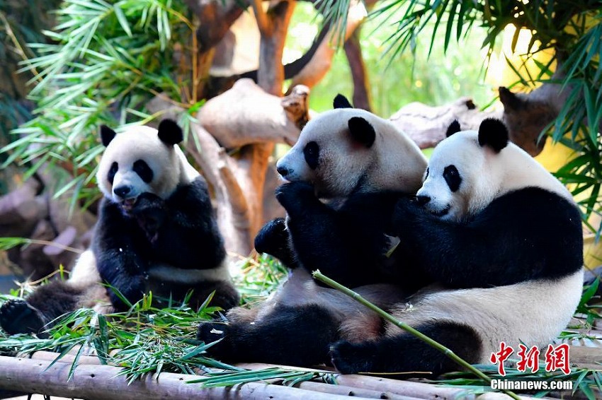 世界で唯一の三つ子パンダ、4歳の誕生日を迎える