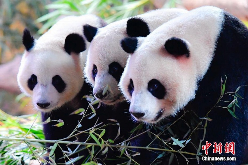 世界で唯一の三つ子パンダ、4歳の誕生日を迎える