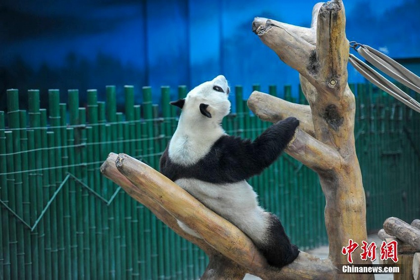 瀋陽森林動物園パンダ館にクーラー設置　パンダたちに快適な環境を提供