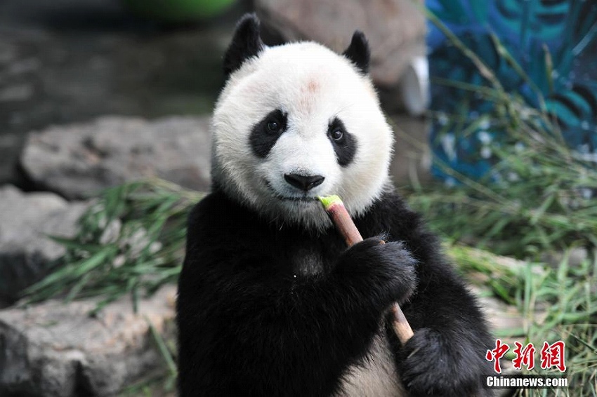 瀋陽森林動物園パンダ館にクーラー設置　パンダたちに快適な環境を提供