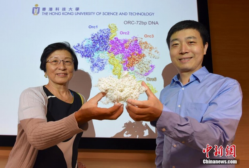 香港科技大学と北京大学がDNA複製の新メカニズム解明