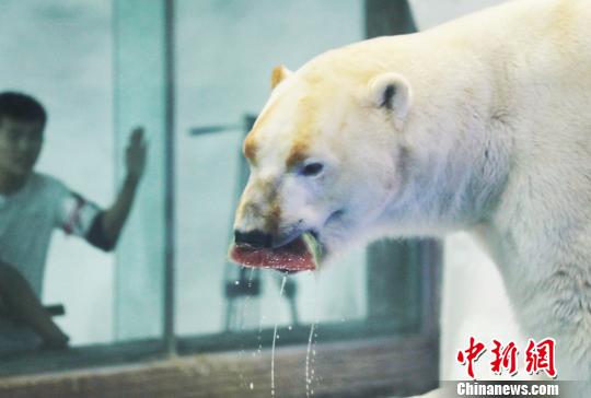 南京の水族館「海底世界」、ホッキョクグマの暑さ対策に冷えたスイカなど