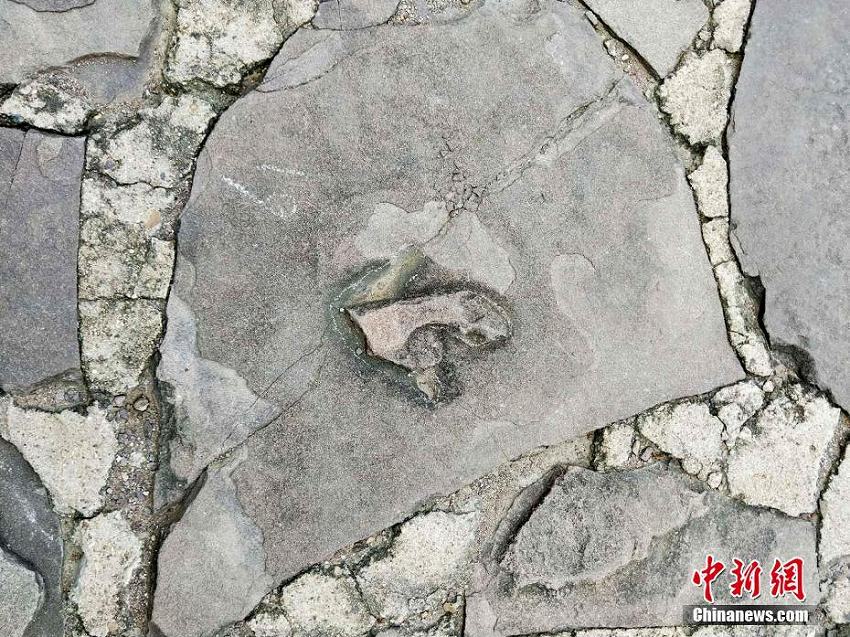 承徳避暑山荘とその周辺寺院から恐竜の足跡250個以上を発見