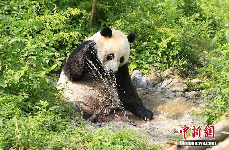 水遊びを楽しむ涼しげなパンダの写真が話題に　四川省