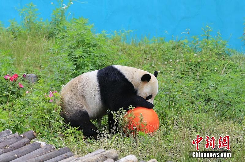 水遊びを楽しむ涼しげなパンダの写真が話題に　四川省