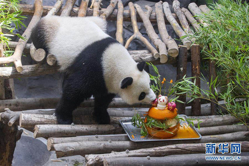 パンダの「和和」と「九九」が3歳の誕生日　南京