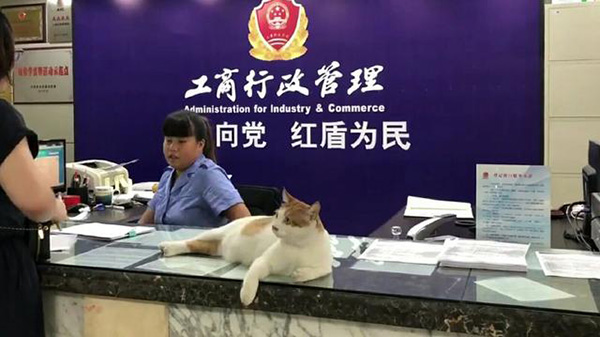 重慶市工商所で活躍中の「仲裁ネコ」の黄ちゃん