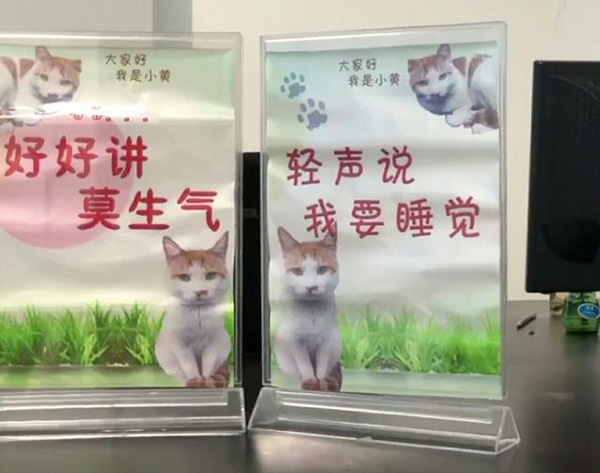 重慶市工商所で活躍中の「仲裁ネコ」の黄ちゃん