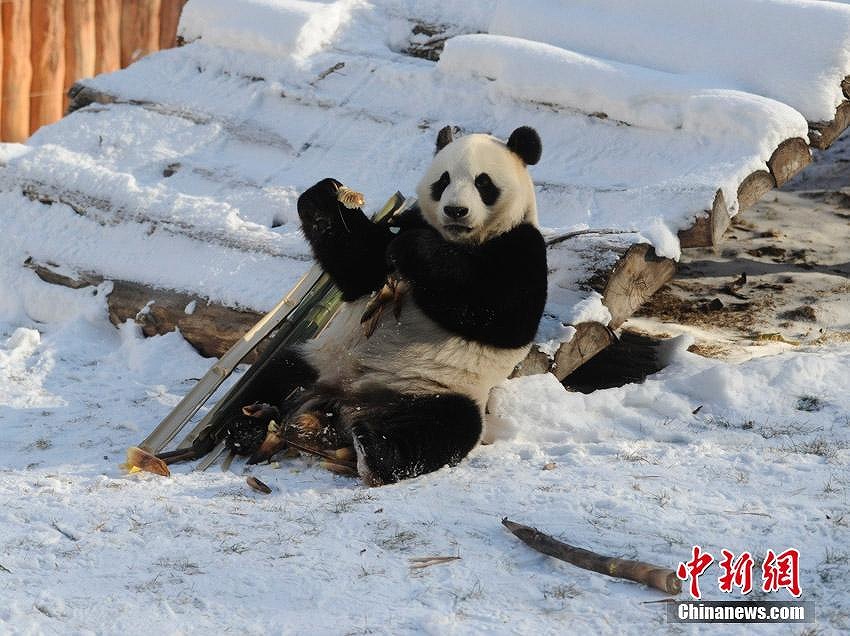 中国の北方高緯度地域で初めて飼育されたパンダが繁殖のため四川へ