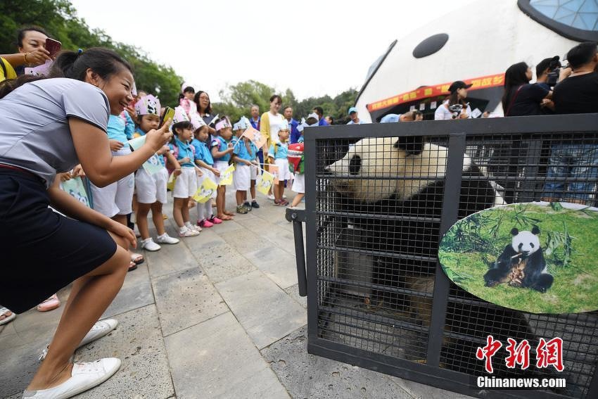 中国の北方高緯度地域で初めて飼育されたパンダが繁殖のため四川へ