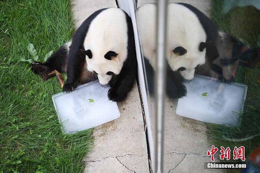 中国の北方高緯度地域で初めて飼育されたパンダが繁殖のため四川へ