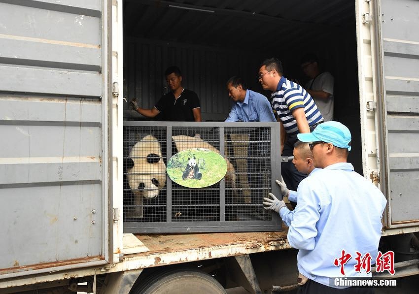 中国の北方高緯度地域で初めて飼育されたパンダが繁殖のため四川へ