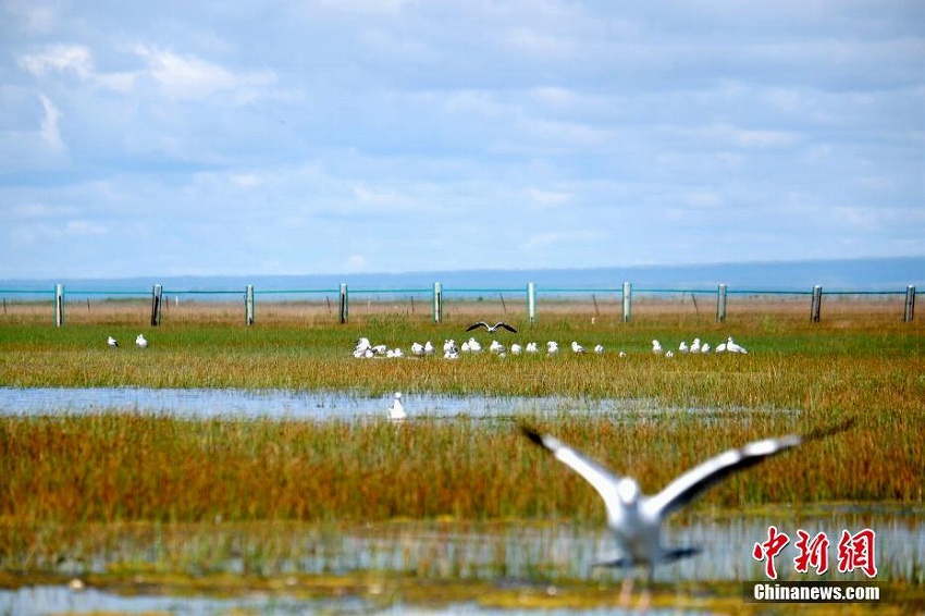毎年92種物の渡り鳥が越冬する青海湖北岸の「オアシス」