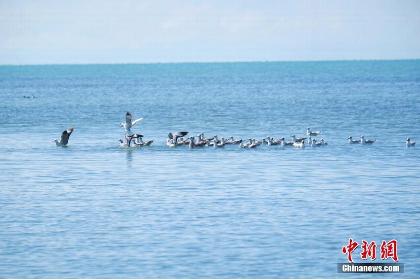 毎年92種物の渡り鳥が越冬する青海湖北岸の「オアシス」