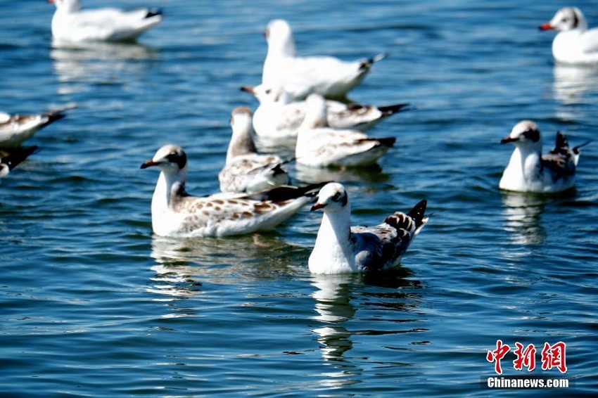 毎年92種物の渡り鳥が越冬する青海湖北岸の「オアシス」