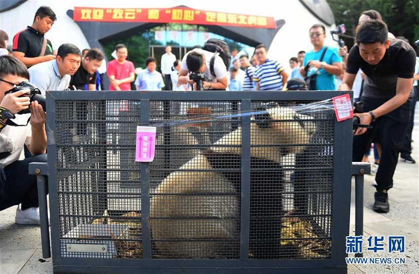 メスパンダ2頭が吉林省の東北虎園パンダ館に移住
