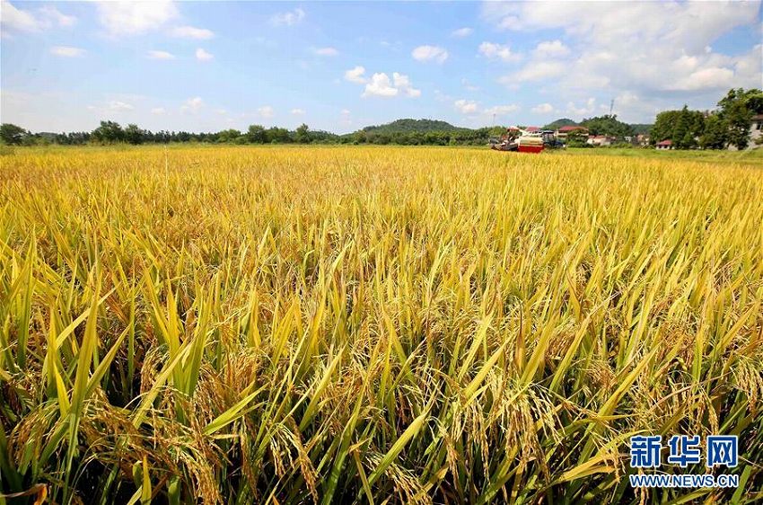 一面の黄金色　中稲の収穫シーズン迎えた江西省靖安県