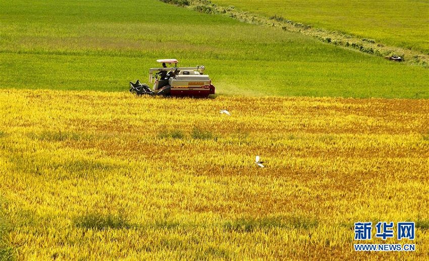 一面の黄金色　中稲の収穫シーズン迎えた江西省靖安県