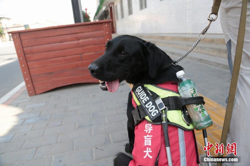 西安市初の無償提供盲導犬が地下鉄駅で訓練、10月にも視覚障害者の元へ