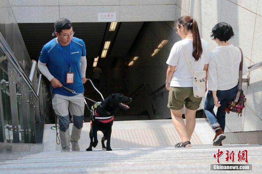 西安市初の無償提供盲導犬が地下鉄駅で訓練、10月にも視覚障害者の元へ