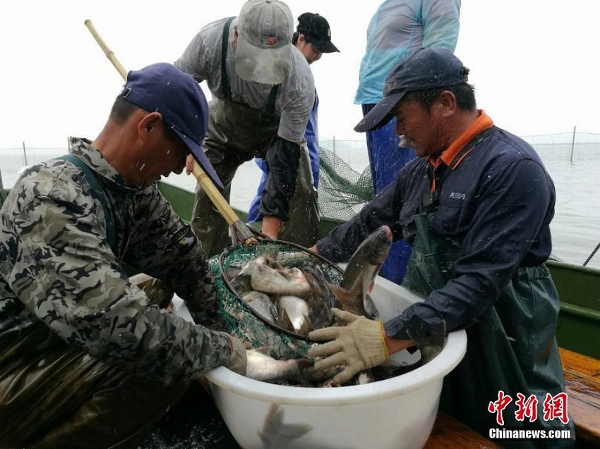 太湖で漁解禁　大漁に喜びの表情浮かべる漁民たち